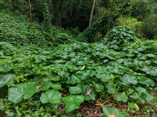 Green wild plants among the bushes
