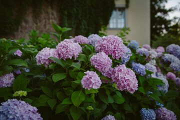 Beautiful garden of blue and purple hydrangeas. Background of c hydrangeas.
