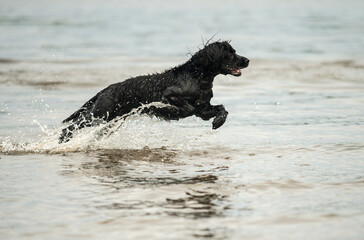 Fototapeta premium Working cocker spaniel dog action shot