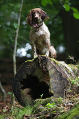 Springer Spaniel sitting on a fallen tree