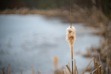 Cattail Exfoliating Seeds On Shoreline Of Pond
