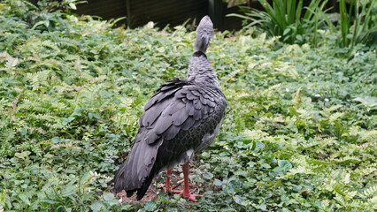 Southern Screamer|Chauna torquata|冠叫鴨