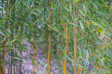 Bamboo Garden, Stalks & Leaves Bamboo Tree