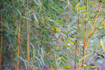 Bamboo Garden, Stalks & Leaves Bamboo Tree
