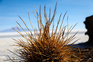 Kaktus auf der Isla Incahuasi, Salar de Uyuni, Bolivien