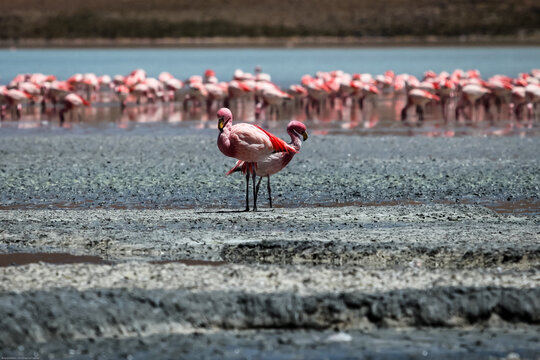 Flamingos, Laguna Hedionda, Bolivien