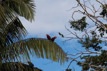 Grünflügelaras (Ara chloropterus), Tambo Blanquillo Nature reserve,  Manú, Peru