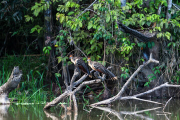 Hoatzin (Opisthocomus hoazin), Tambo Blanquillo Nature reserve,  Manú, Peru