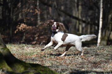 Springer spaniel running in the woods on a sunny day