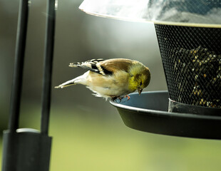 Possibly an American Goldfinch bird feeding at a birdfeeder.