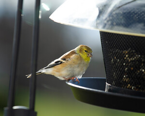 Possibly an American Goldfinch bird feeding at a birdfeeder.