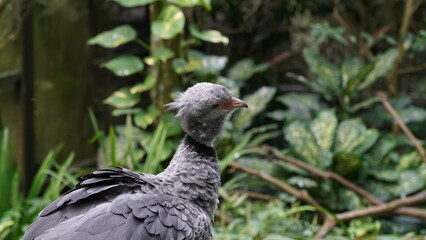 Southern Screamer|Chauna torquata|冠叫鴨