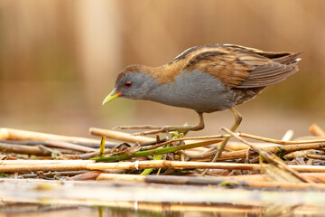 Zielonka (Zapornia parva) © Grzegorz