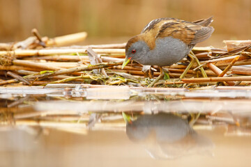 Zielonka (Zapornia parva) © Grzegorz