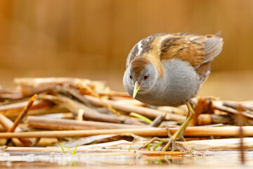 Zielonka (Zapornia parva) © Grzegorz
