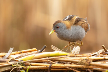 Zielonka (Zapornia parva) © Grzegorz