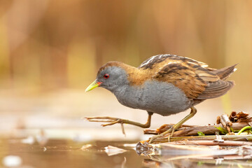 Zielonka (Zapornia parva) © Grzegorz