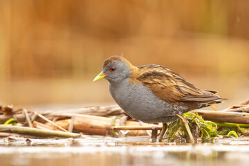 Zielonka (Zapornia parva) © Grzegorz