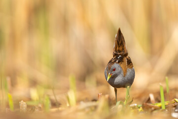 Zielonka (Zapornia parva) © Grzegorz