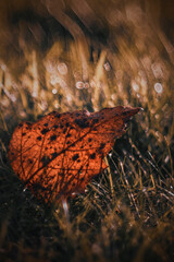 Pomarańczowy liść. Trawnik. Jesienny liść na zroszonym trawniku.  - obrazy, fototapety, plakaty