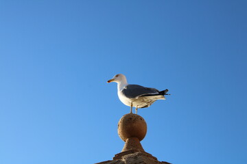 Tour of the center of Palma de Mallorca Spain