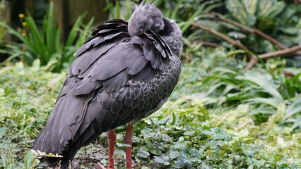 Southern Screamer|Chauna torquata|冠叫鴨