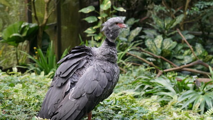 Southern Screamer|Chauna torquata|冠叫鴨