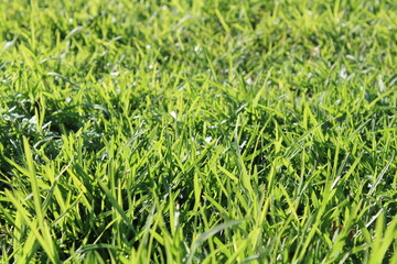 Nature on the island of Palma de Mallorca