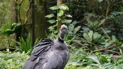 Southern Screamer|Chauna torquata|冠叫鴨