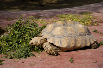 tortoise, Big turtle eating in the zoo
