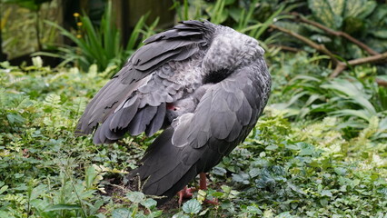 Southern Screamer|Chauna torquata|冠叫鴨