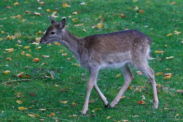 Junges Damwild im Herbst	