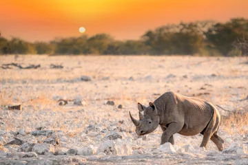 Fototapeten Nashorn Black rhino (Diceros bicornis) sunset walk near Okaukuejo waterhole, Etosha national park, Namibia  © Tomas Drahos