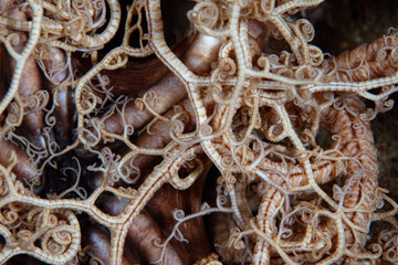 Detail of the articulated arms of a basket star on a coral reef in the Solomon Islands. Basket...