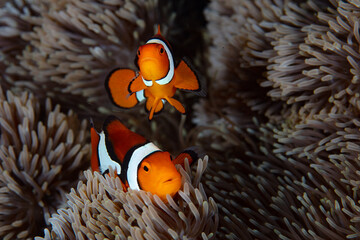 A pair of clownfish, Amphiprion percula, swim among the stinging tentacles of a host anemone on a...