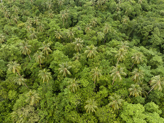 Lush jungle thrives on a remote tropical island in the Solomon Islands. This beautiful, tropical...