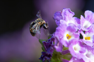 honey bee flying on blossom purple flower