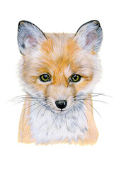 Obraz premium Baby red fox drawn in watercolor. Illustration of portrait on a white background