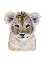 Baby lion drawn in watercolor. Illustration of portrait on a white background