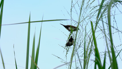 Couple of sparrows perched on the weeds