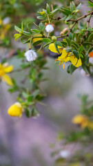 yellow flowers on a branch