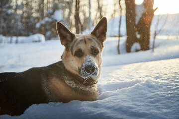 Dog German Shepherd outdoors in the forest in a winter day. Russian guard dog Eastern European Shepherd in nature on the snow and white trees covered snow