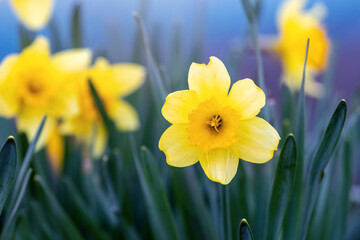 Fototapeta premium Yellow daffodils on a flower bed in spring in sunny weather