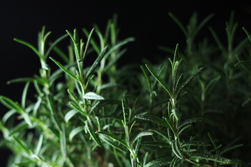 Rosemary bush in low key
