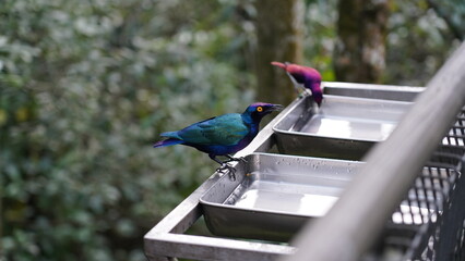Lamprotornis Purpureus|Purple starling|紫色八哥