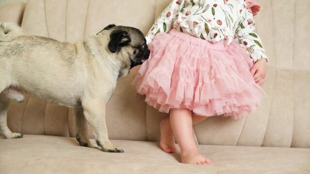 A funny pug plays with a little baby girl, gnawing on her pink skirt. Friendship of dogs and children.