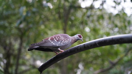 Speckled Pigeon|Columba guinea| rock pigeon|斑鸽