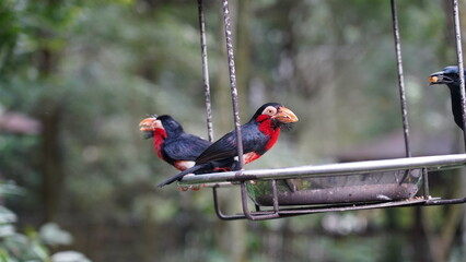 Bearded barbet|Lybius dubius|须拟啄木鸟|须拟鴷