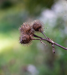 Three dry brown thistles of Arctium plant with green blurred background.