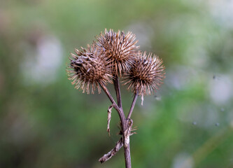 Three dry brown thistles of Arctium plant with green blurred background.